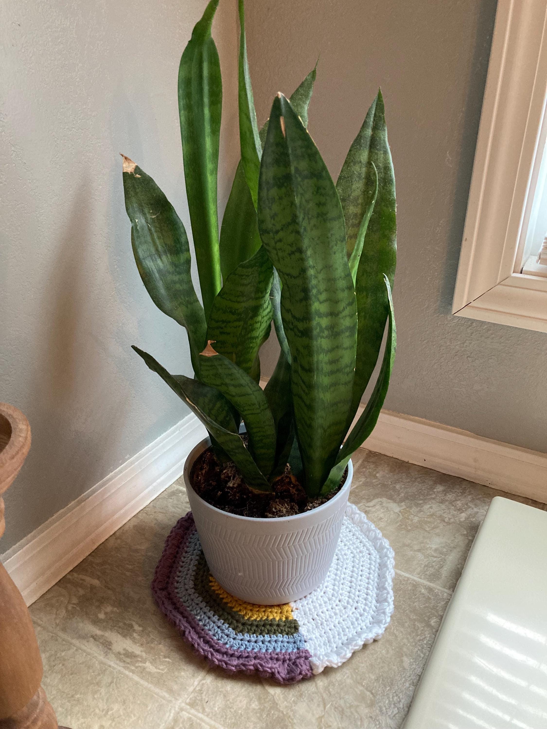 Crochet Plant Pot Coaster: 10" Cotton Houseplant Decor